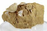 Miniature Fossil Cluster (Ammonites, Brachiopods) - France #270490-2